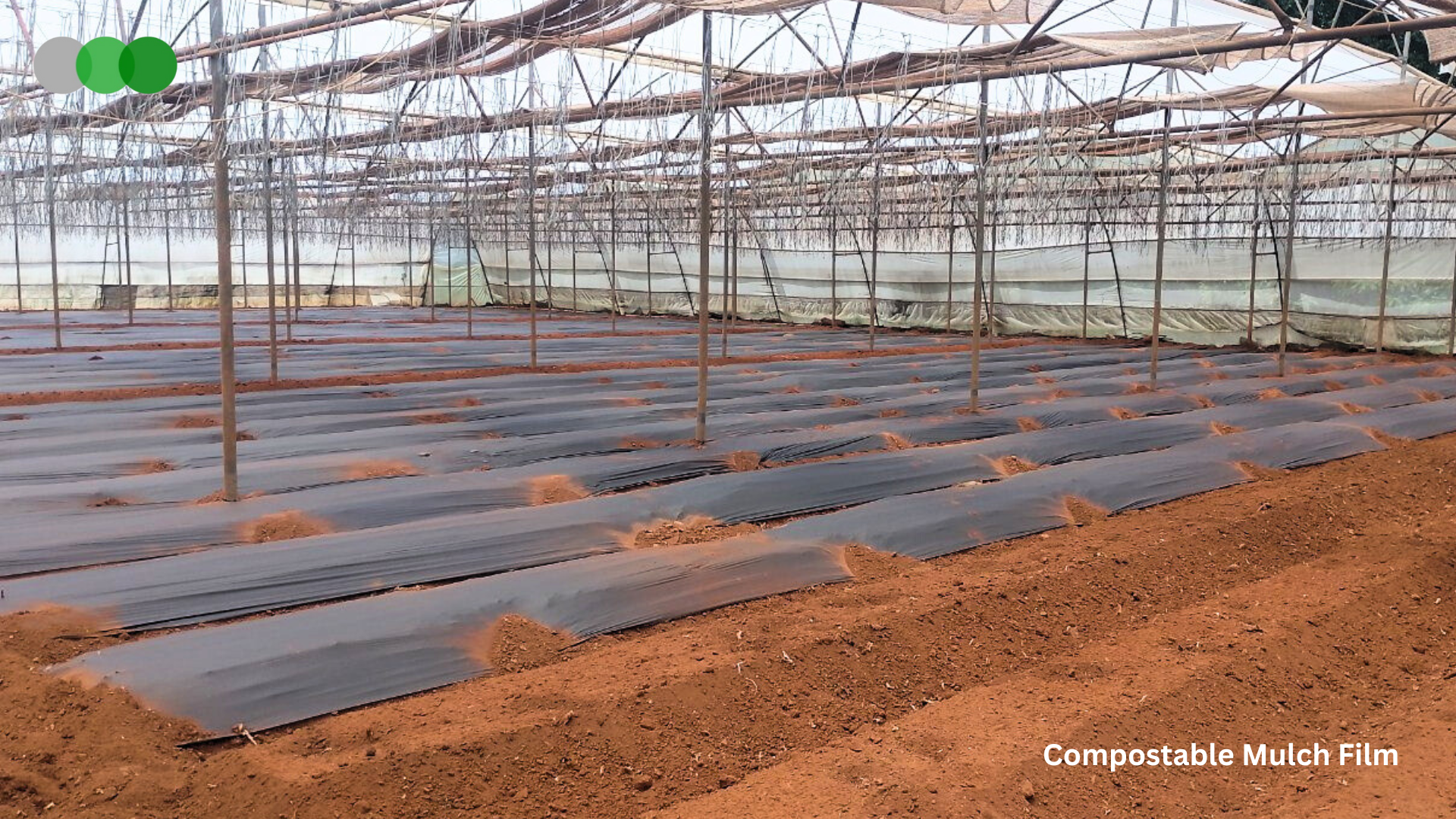 Mulch Film Application